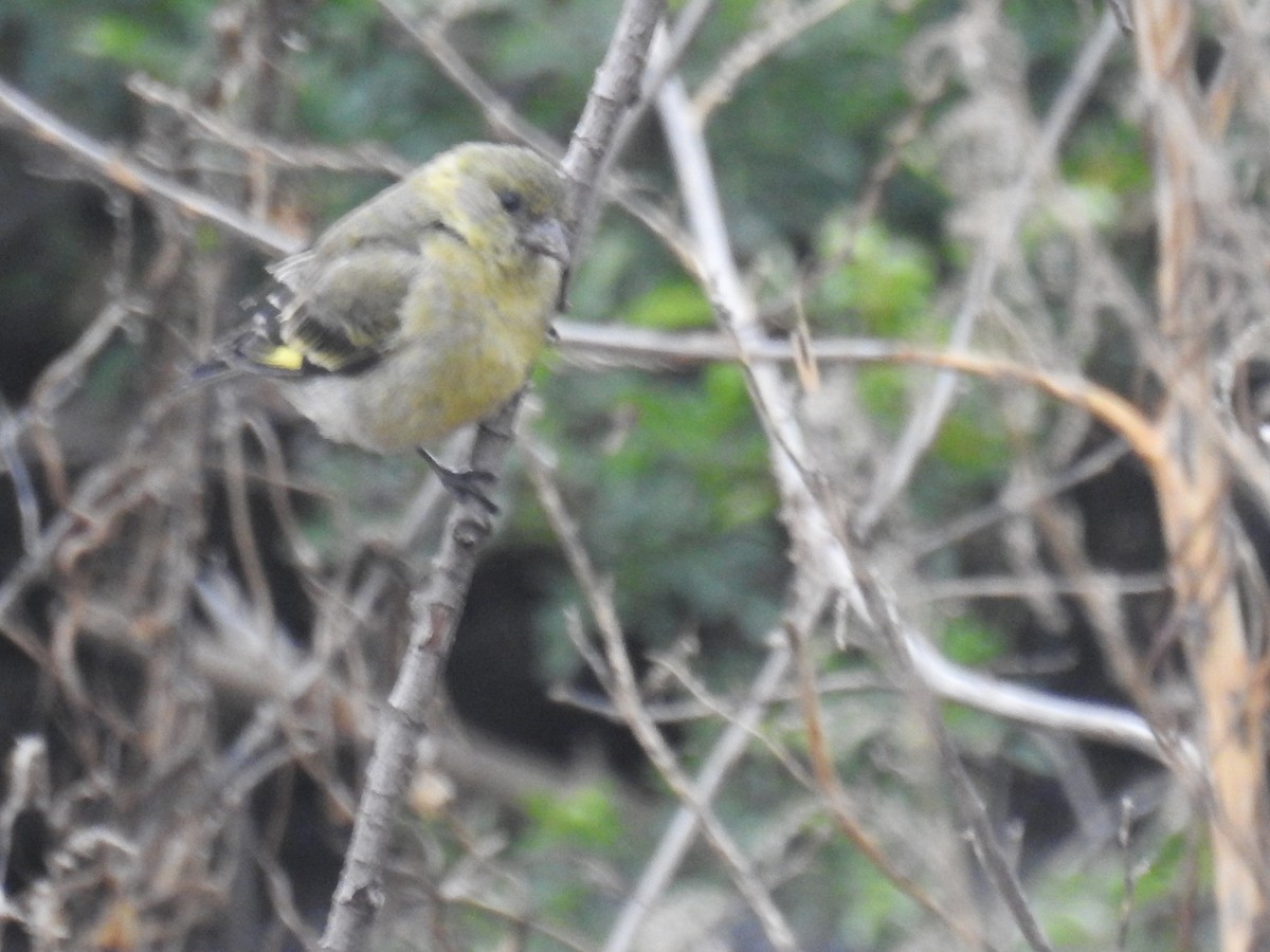 Hooded Siskin - ML643845244