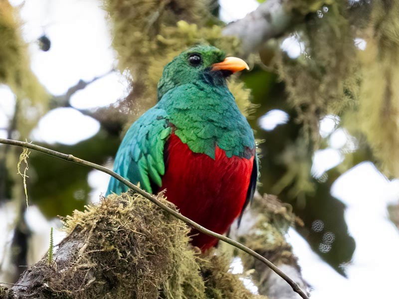 Quetzal doré - ML643845256