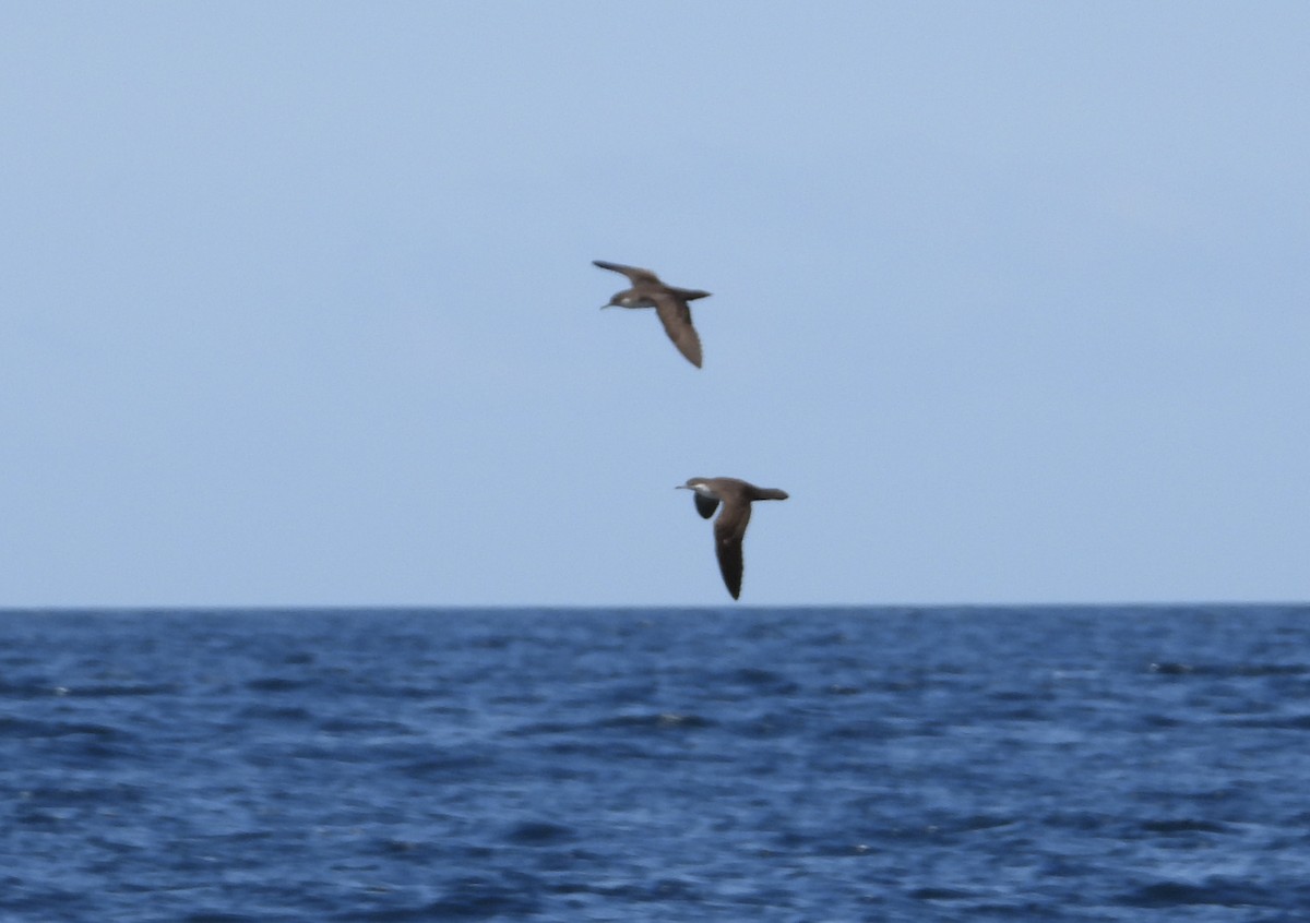 Puffin des Galapagos - ML643845271