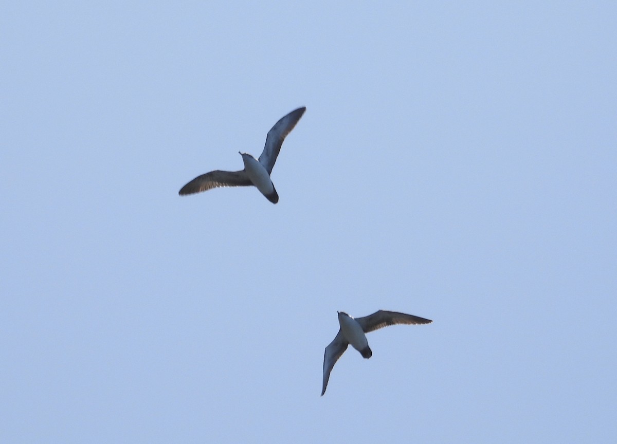 Puffin des Galapagos - ML643845272