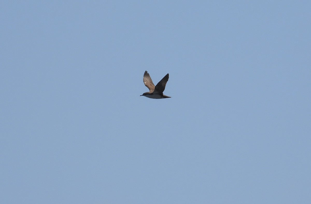 Puffin des Galapagos - ML643845273