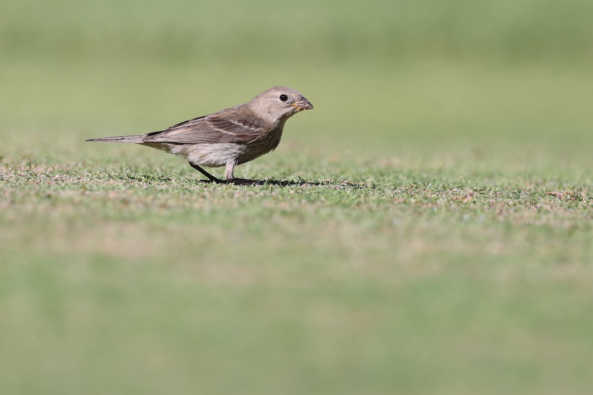 Lazuli Bunting - ML643845288