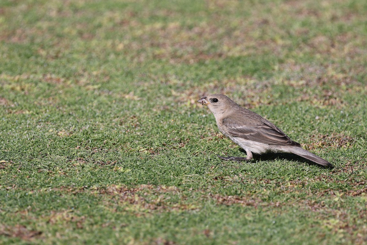 Lazuli Bunting - ML643845289