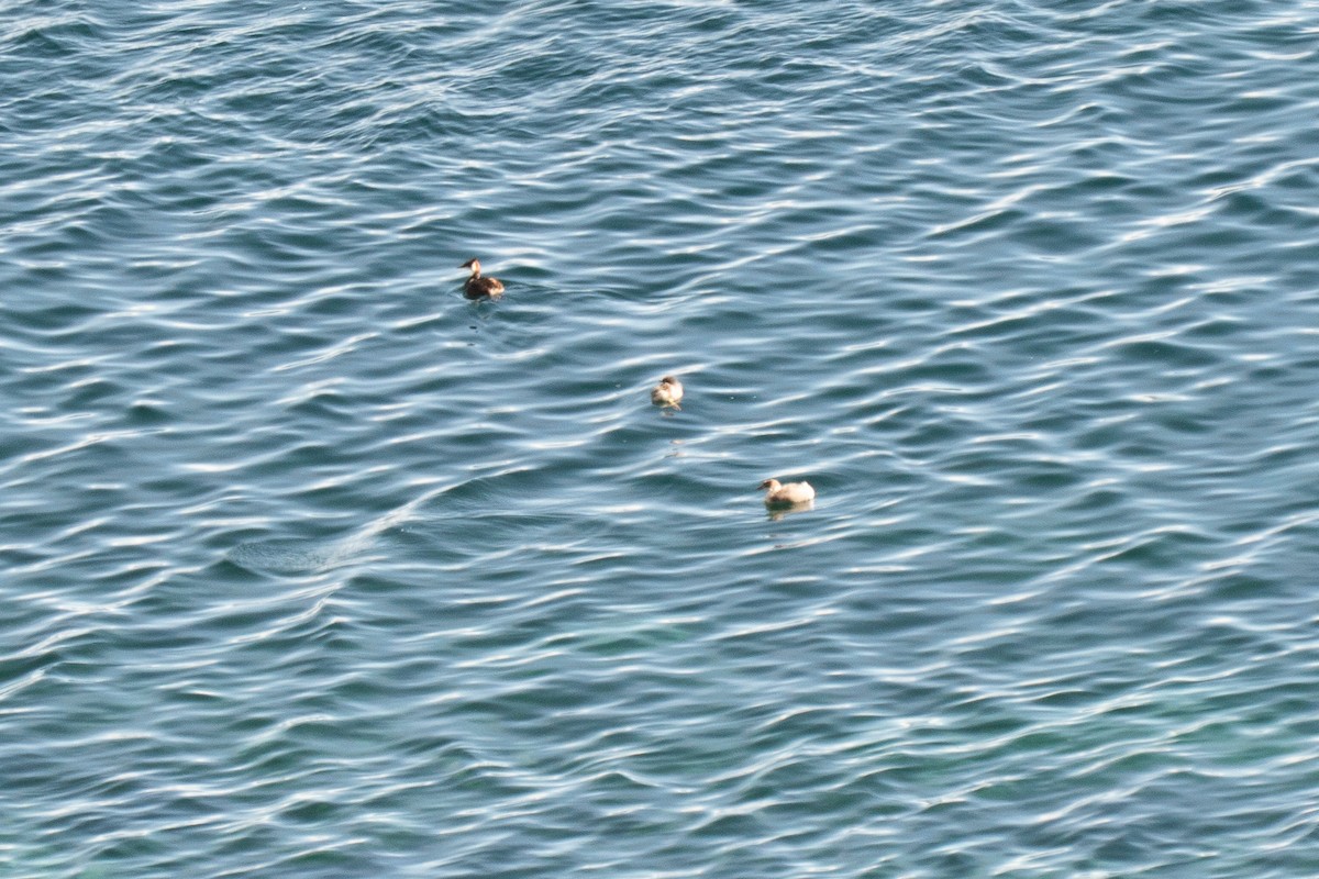 Titicaca Grebe - ML643845305