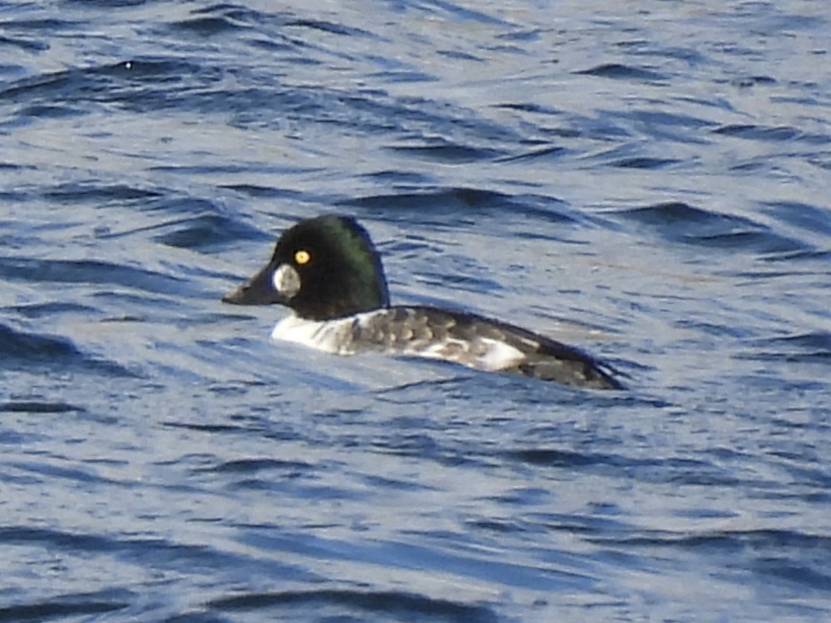 鵲鴨 - ML643845309