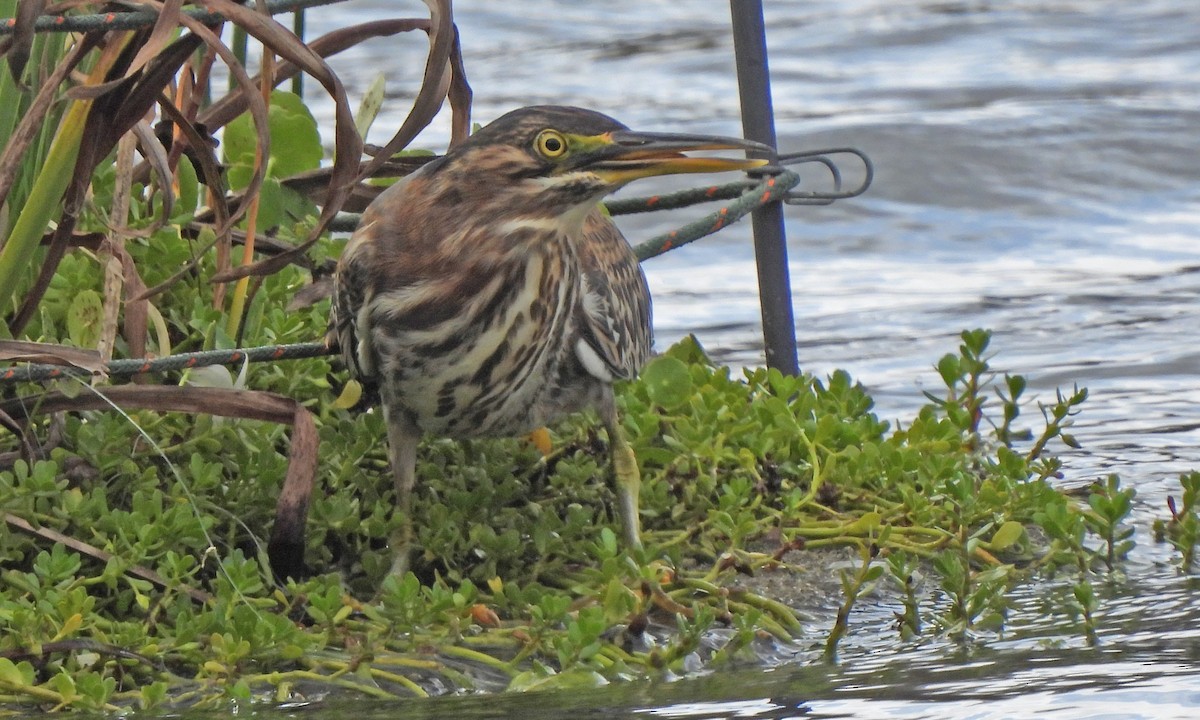 Green Heron - ML643845311