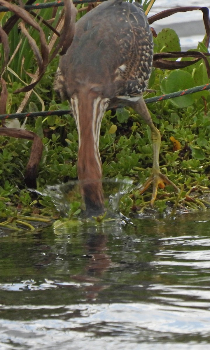 Green Heron - ML643845312