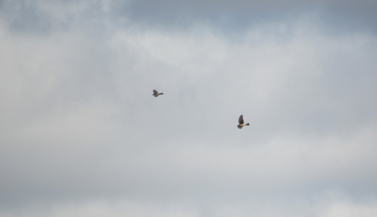 Cooper's Hawk - ML643845323