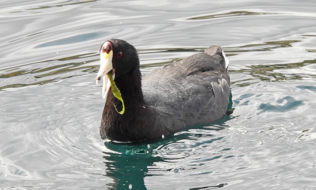 American Coot - ML643845324
