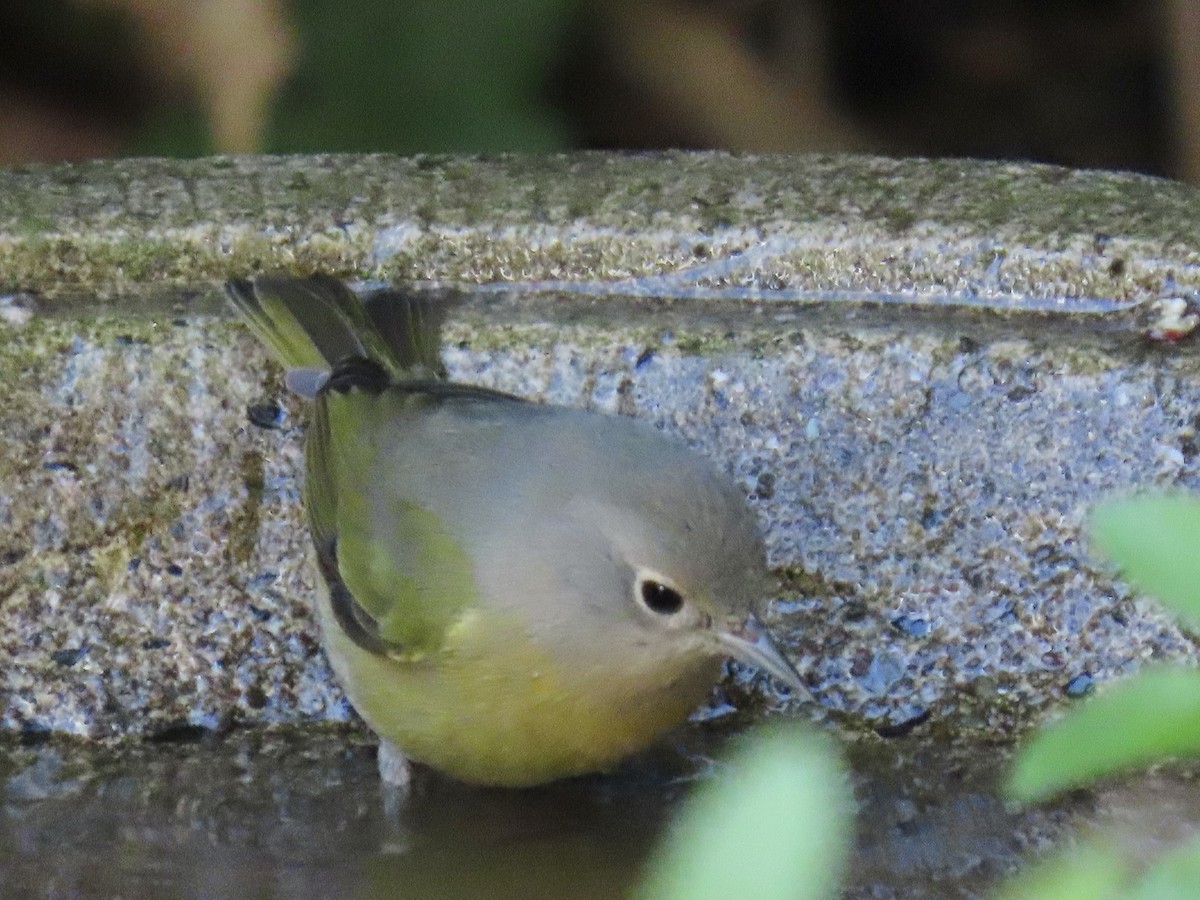 Nashville Warbler - ML643845328
