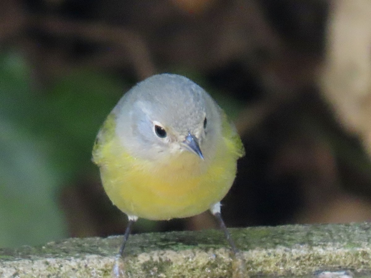 Nashville Warbler - ML643845329