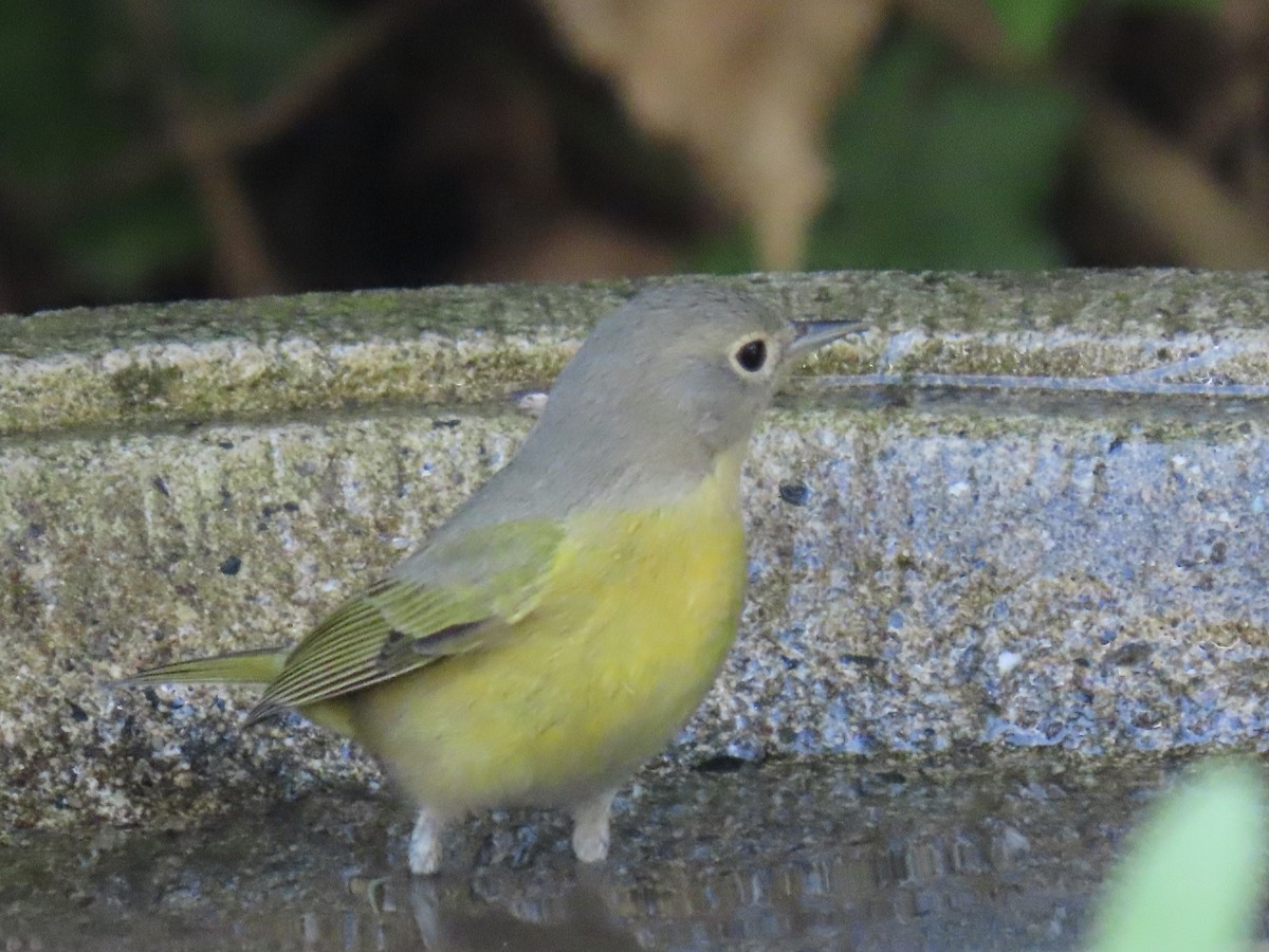 Nashville Warbler - ML643845331