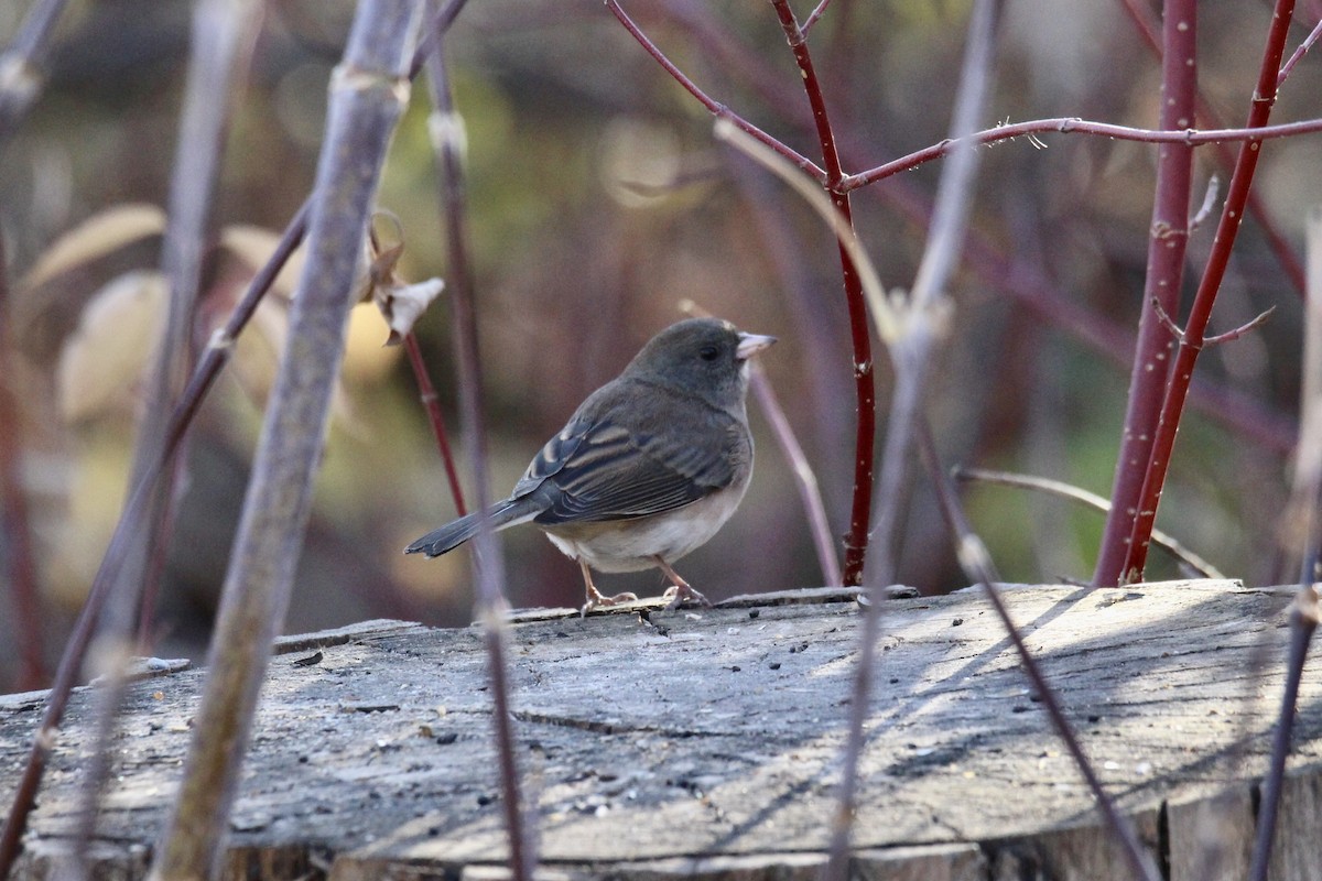 Dark-eyed Junco (Slate-colored) - ML643845339