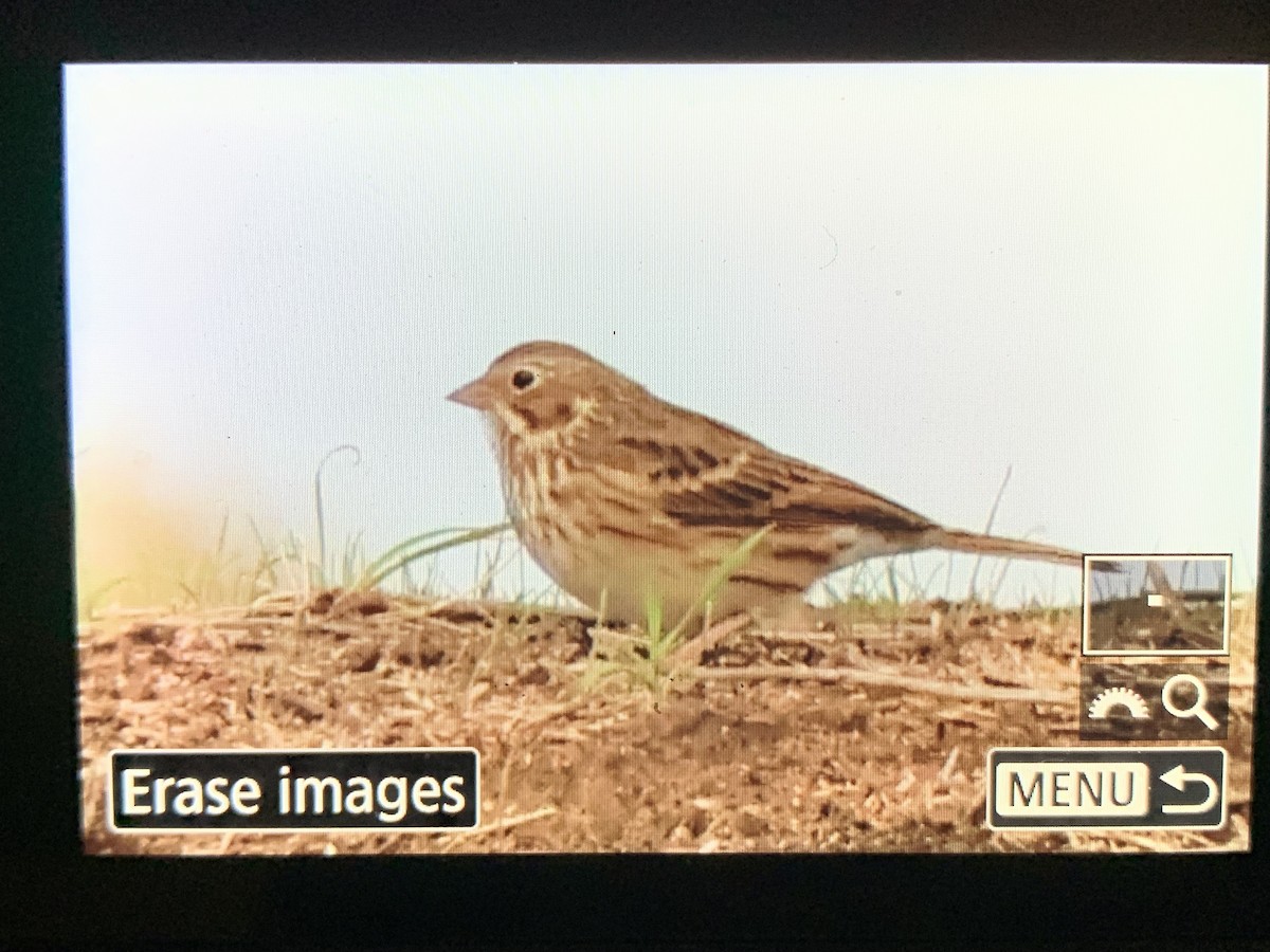 Vesper Sparrow - ML643845351
