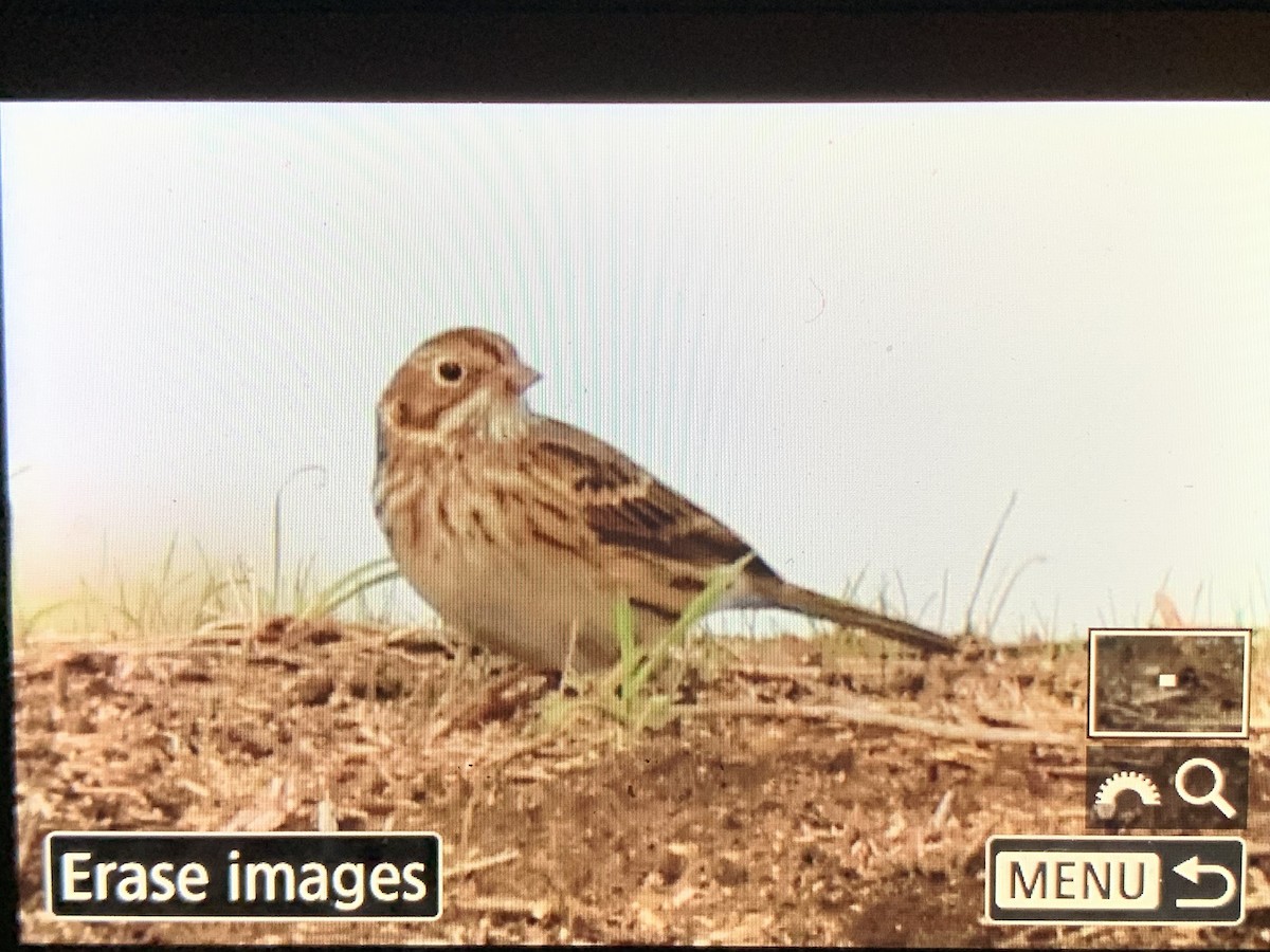 Vesper Sparrow - ML643845352