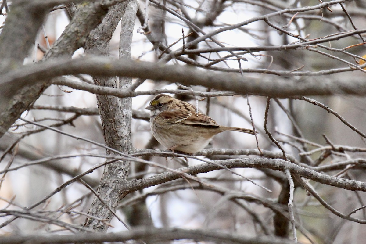 White-throated Sparrow - ML643845354