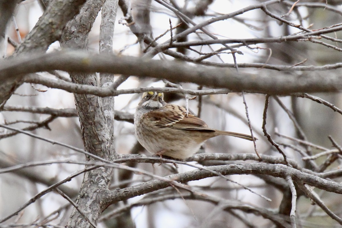 White-throated Sparrow - ML643845355