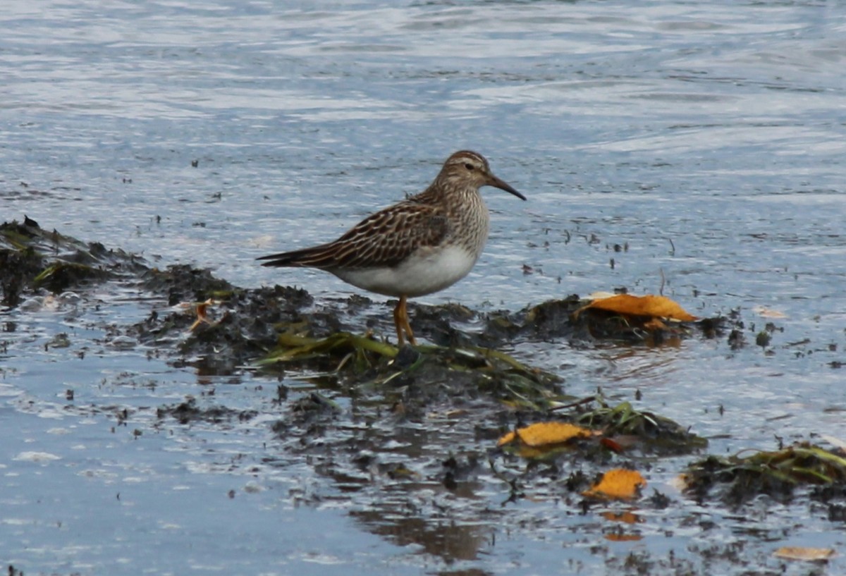 Graubrust-Strandläufer - ML643845356