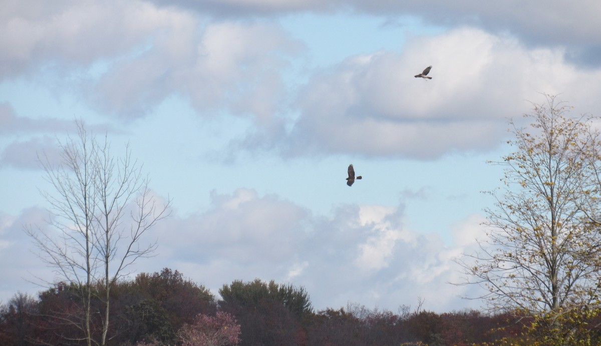 Northern Harrier - ML643845363