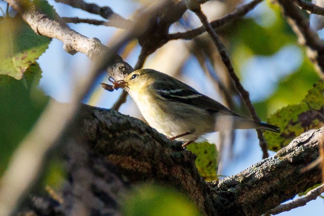 Bay-breasted Warbler - ML643845368