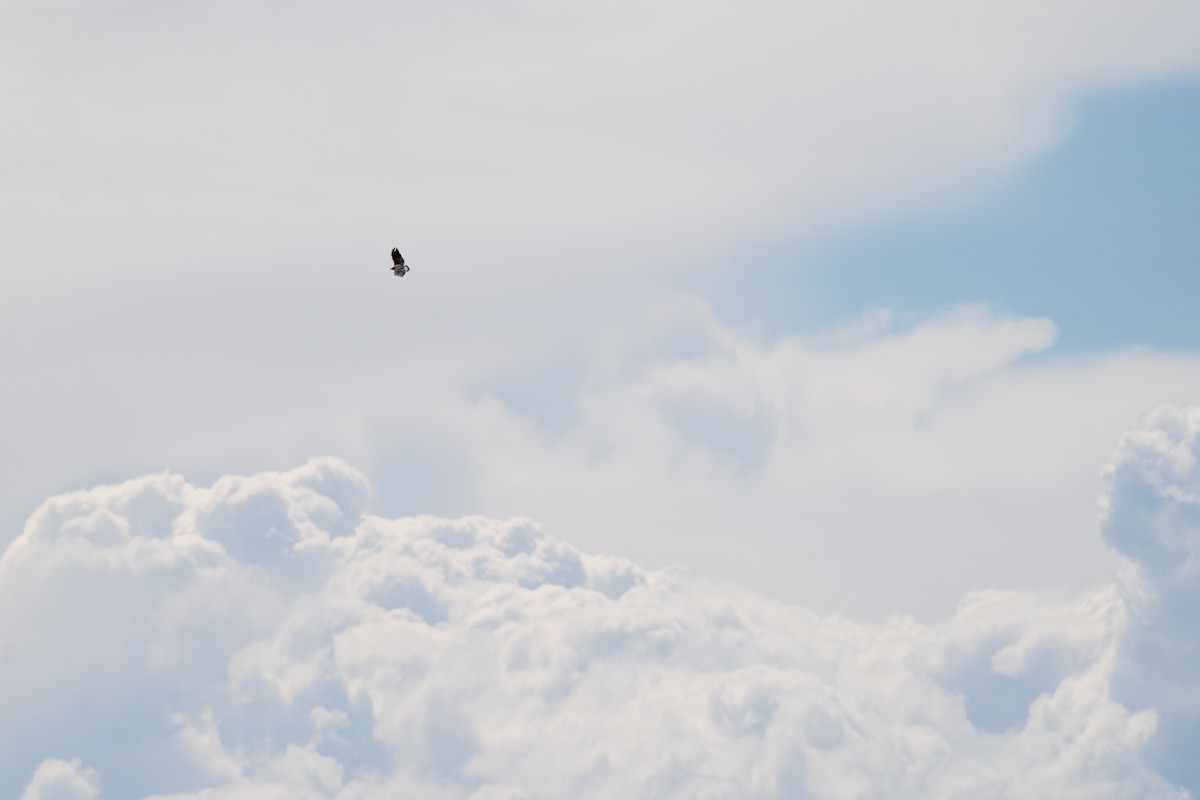 Variable Hawk - ML643845380