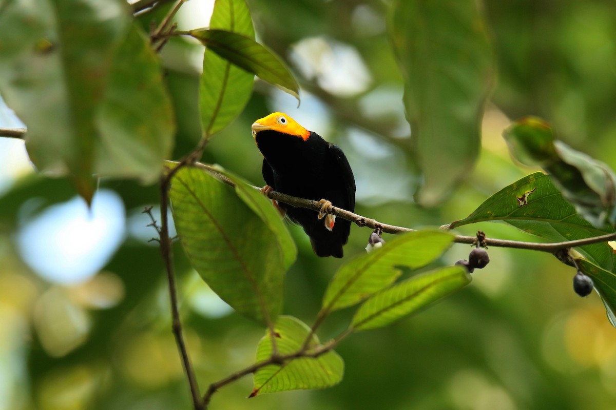 Golden-headed Manakin - ML643845405