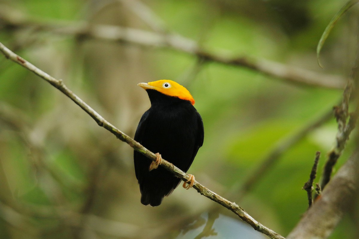 Golden-headed Manakin - ML643845406