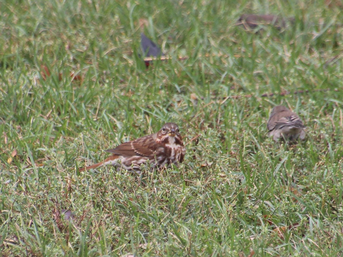 Fox Sparrow - ML643845432