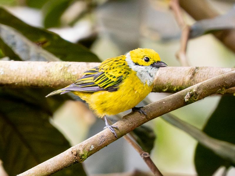 Silver-throated Tanager - ML643845445