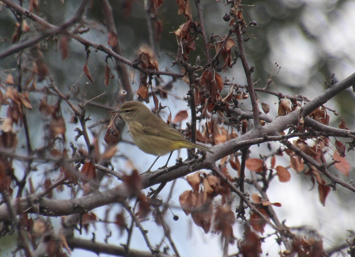 Palm Warbler - ML643845446