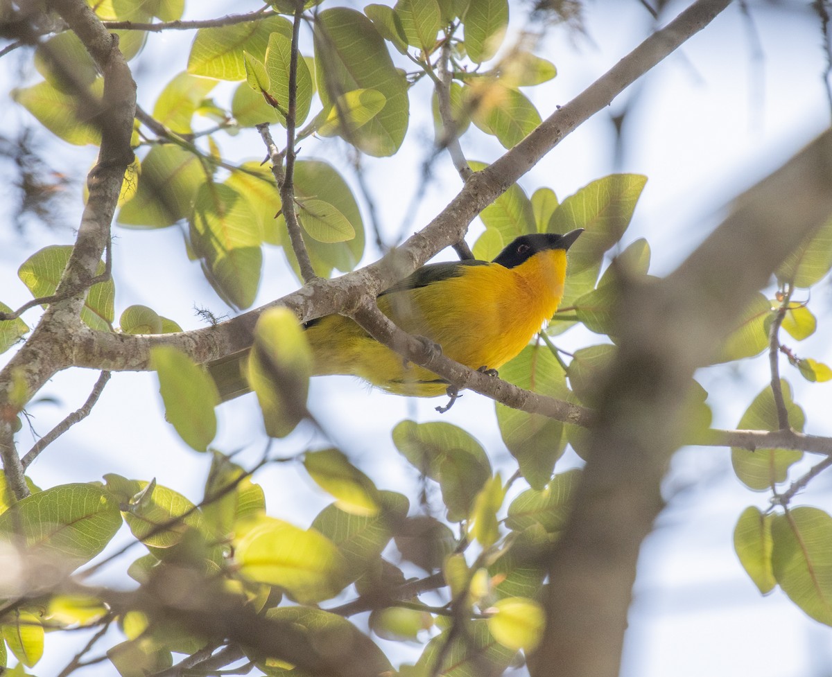 Black-fronted Bushshrike - ML643845451