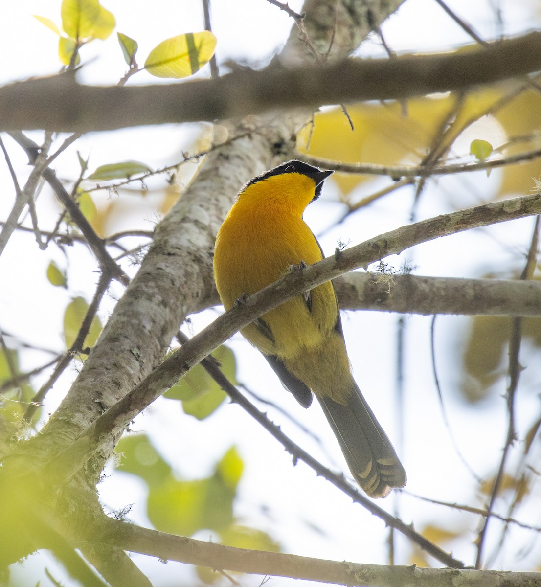 Black-fronted Bushshrike - ML643845455