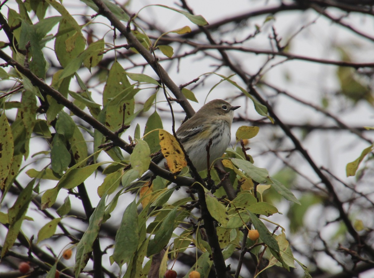 Yellow-rumped Warbler - ML643845456