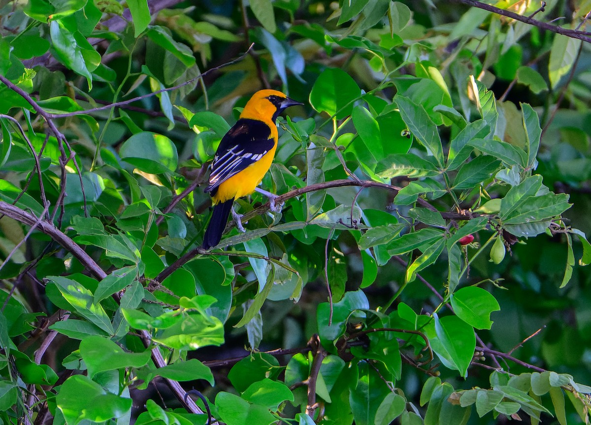 Turpial de Altamira - ML643845492