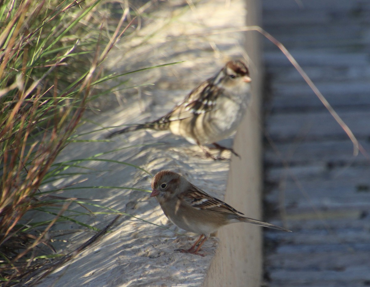 Field Sparrow - ML643845534