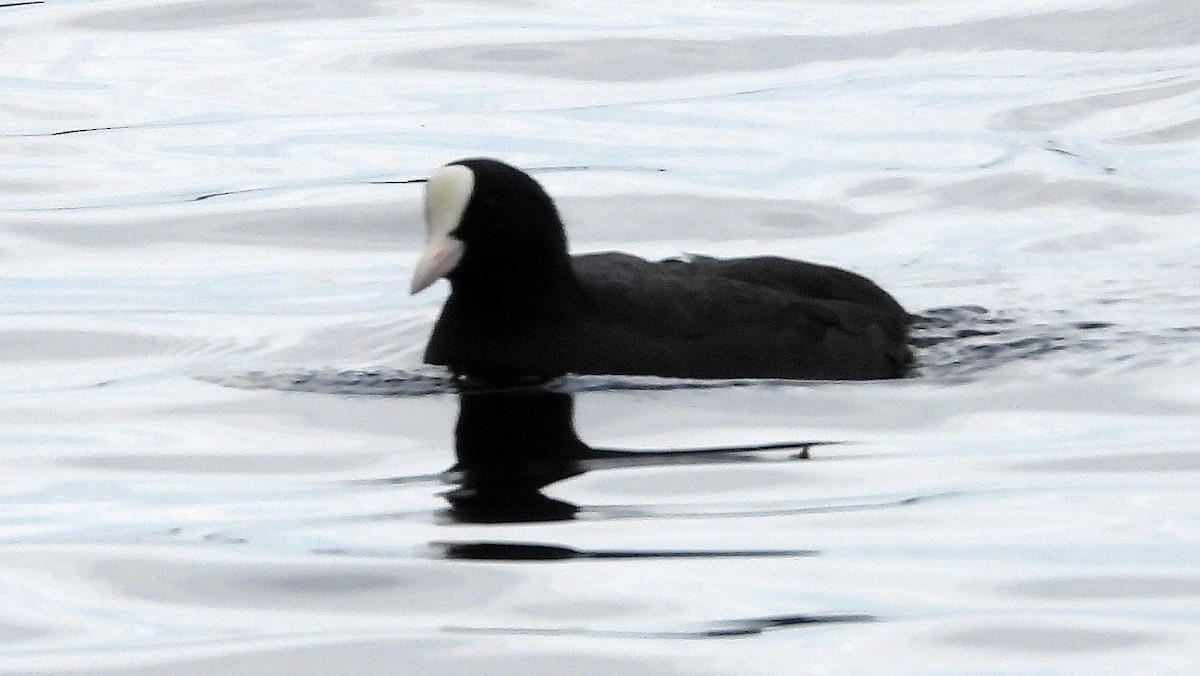 Eurasian Coot - ML643845543