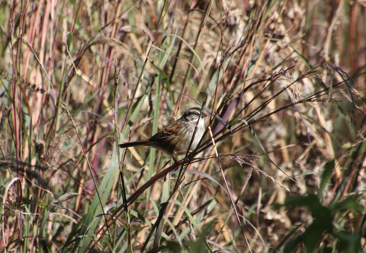 Swamp Sparrow - ML643845544