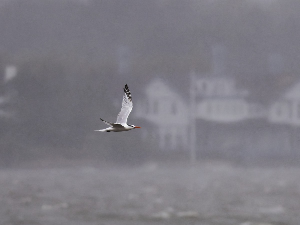 Royal Tern - ML643845545