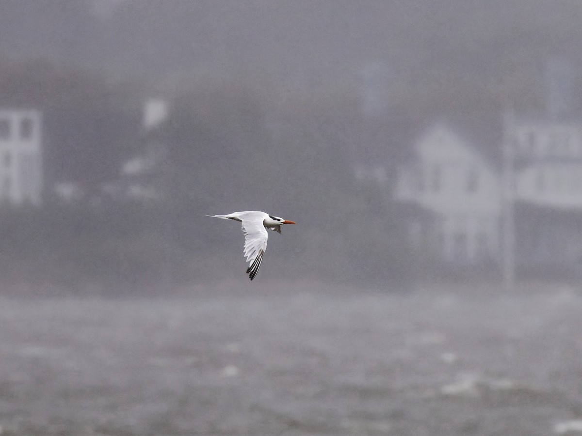 Royal Tern - ML643845546