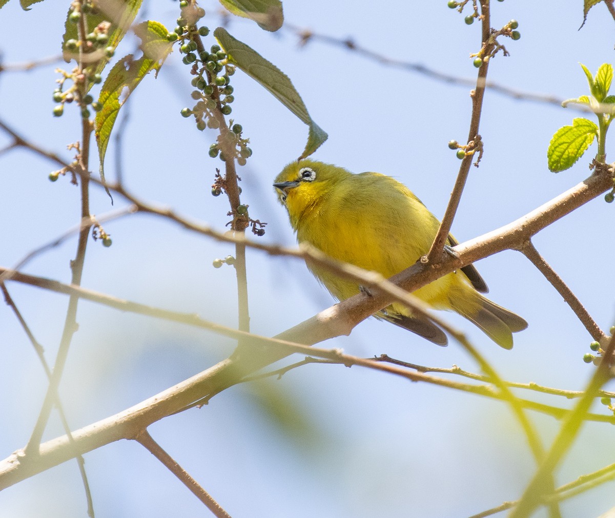 Southern Yellow White-eye - ML643845550