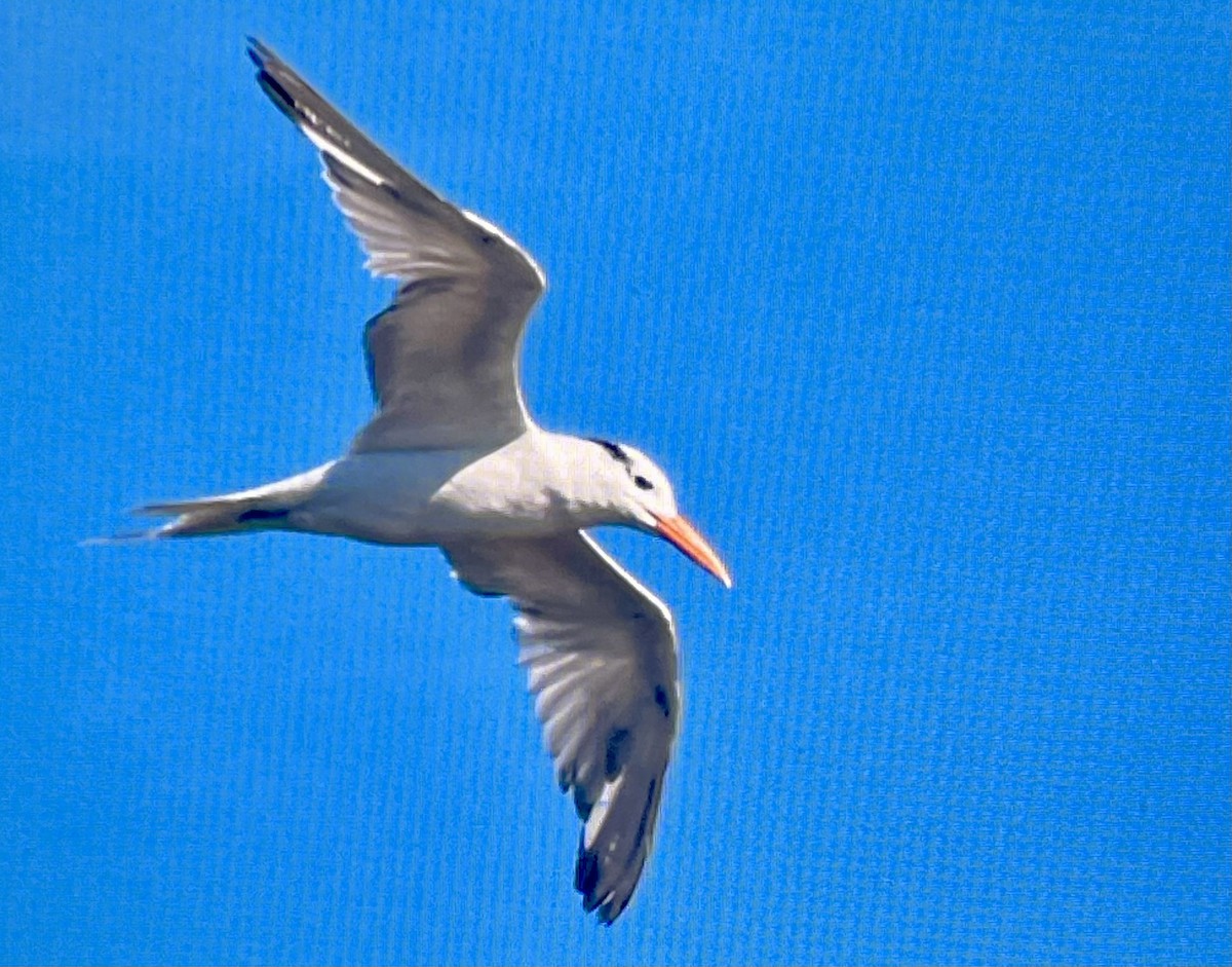 Royal Tern - ML643845616