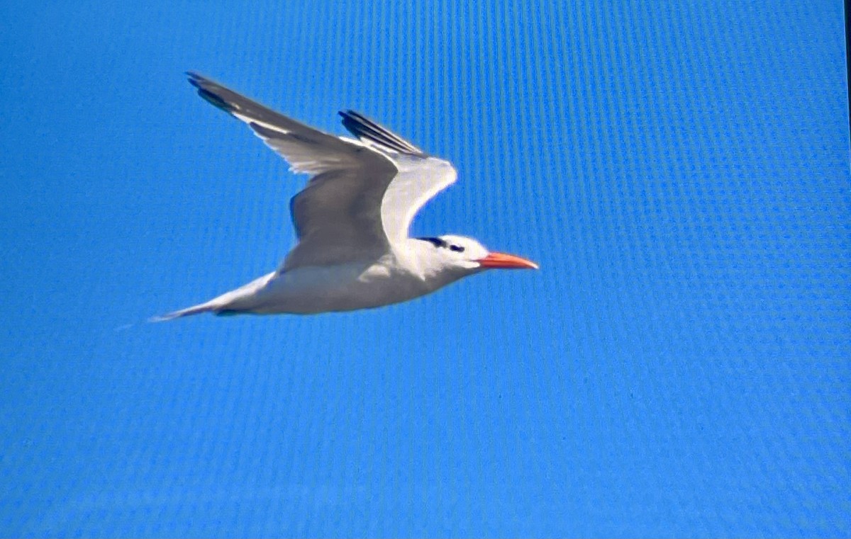 Royal Tern - ML643845617