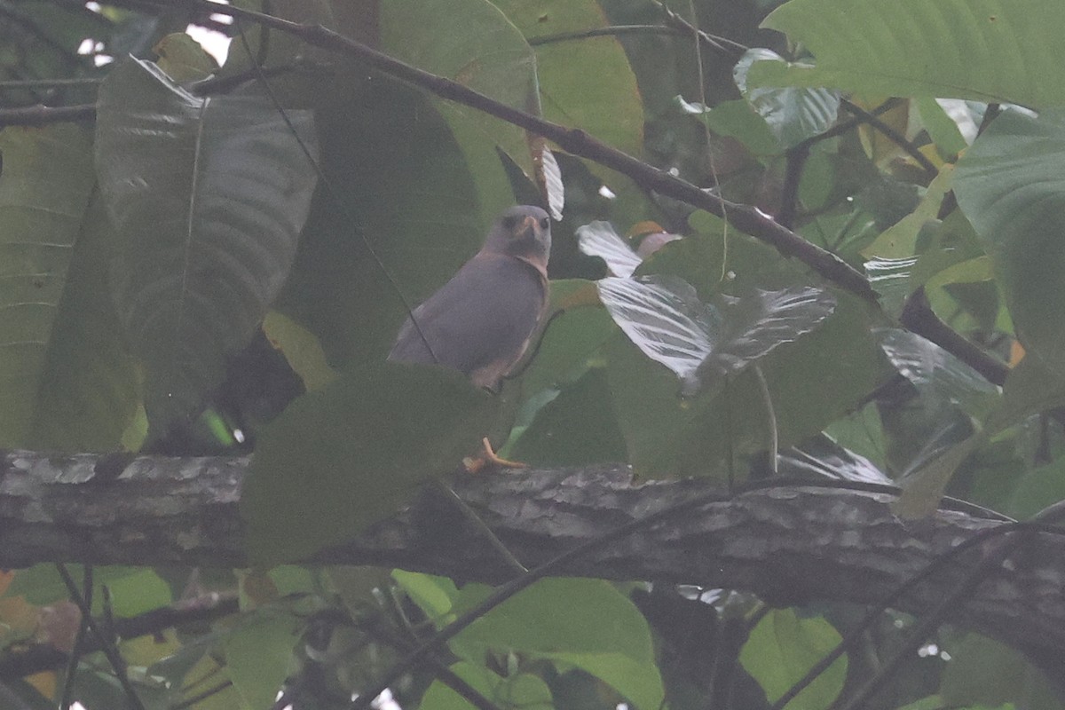 Variable Goshawk - ML643845625