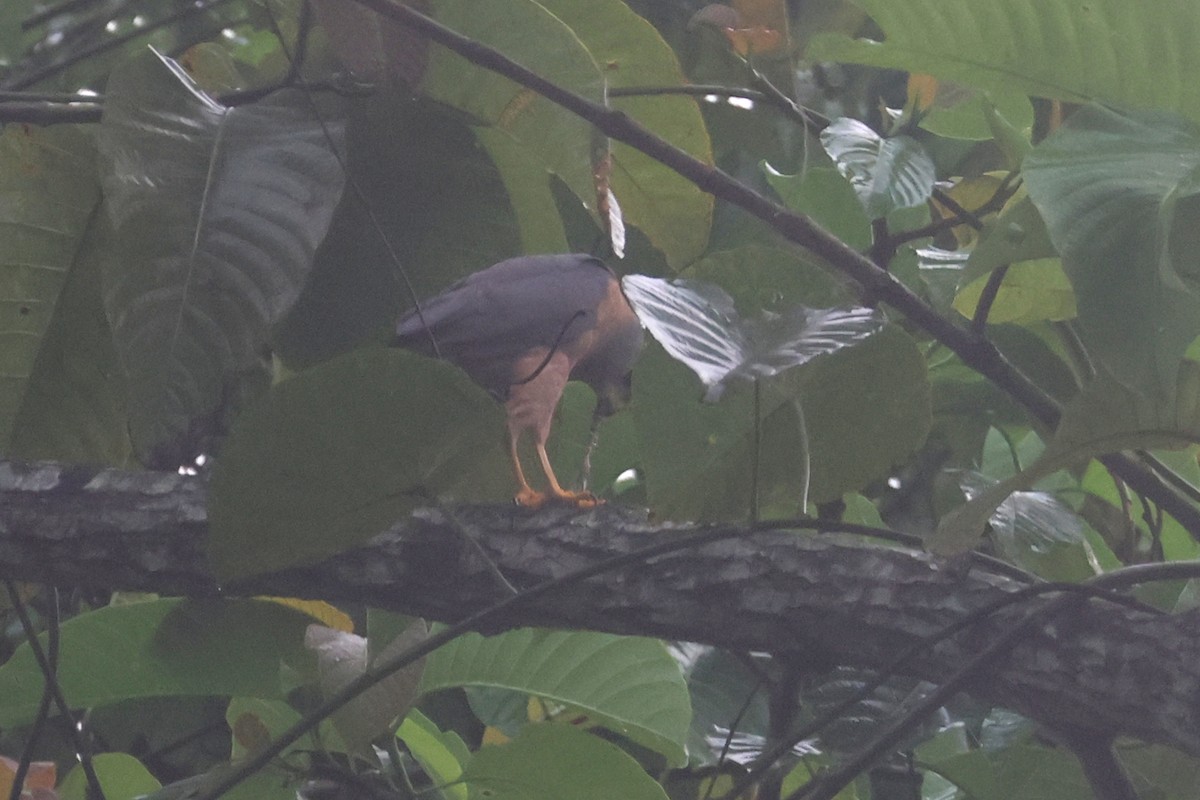 Variable Goshawk - ML643845626