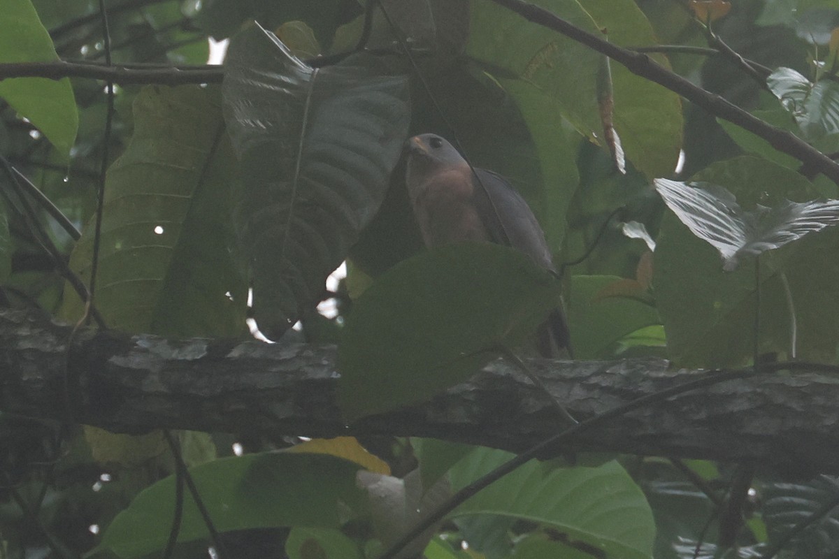 Variable Goshawk - ML643845627