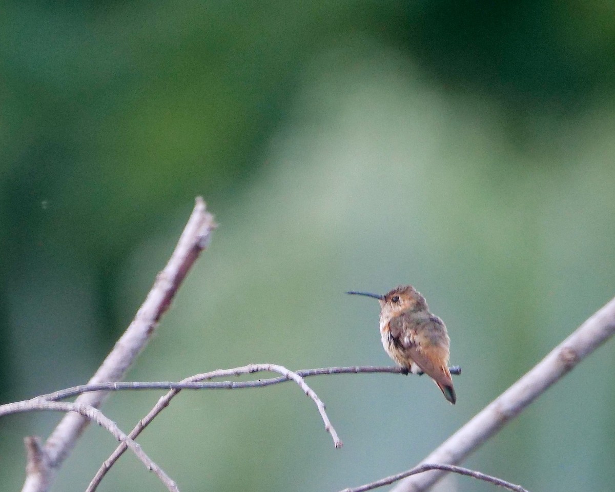 アレンハチドリ - ML643845641