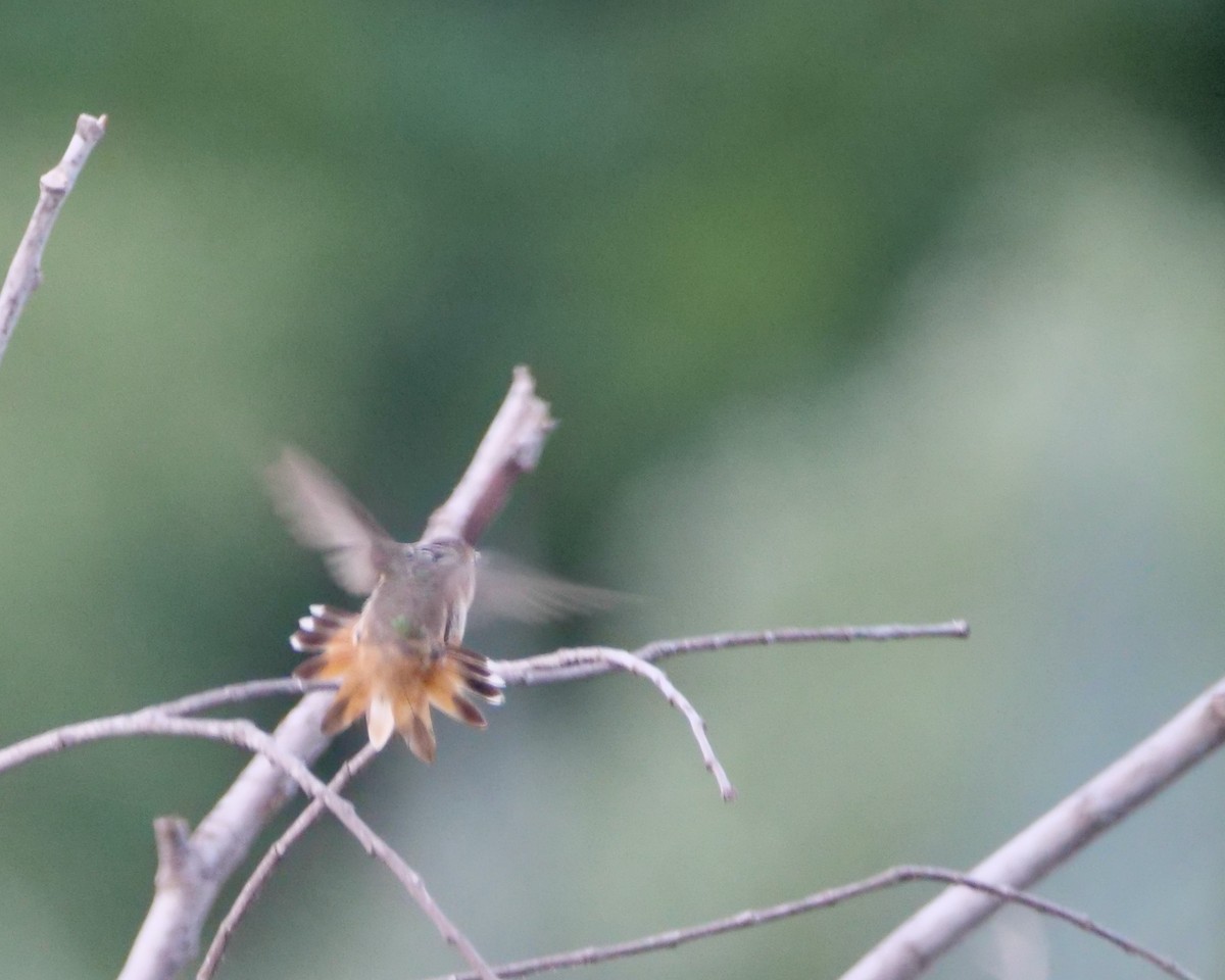 アレンハチドリ - ML643845642