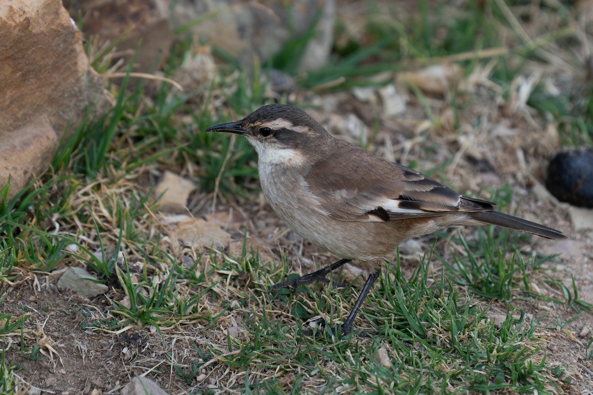 White-winged Cinclodes - ML643845673