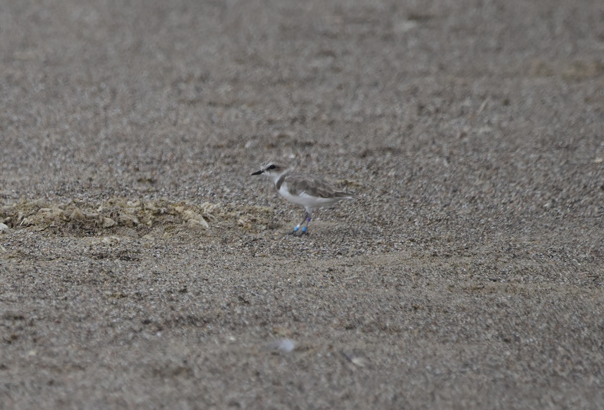 Snowy Plover - ML643845686