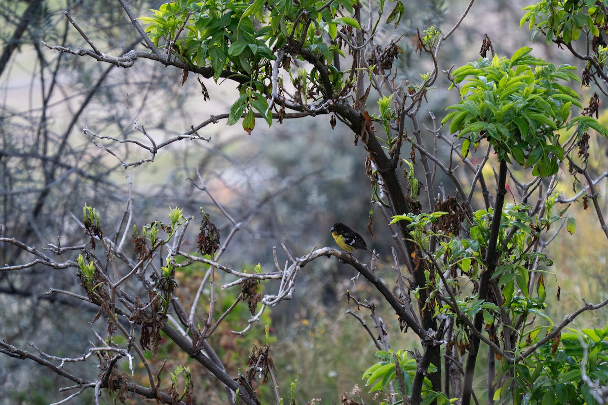 Black-backed Grosbeak - ML643845690